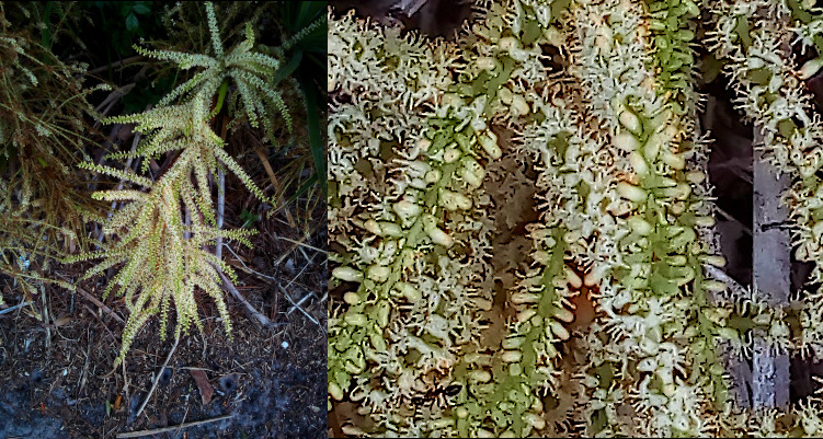 [Two photos spliced together. The image on the left shows the many 'arms' of the plant which grows low to the ground. The right image is a close view of the green branches with a multitude of tiny blooms along the entire length of multiple sides of the branches. The blooms appear to be small white cylinders which then open showing the thin white stamen. ]